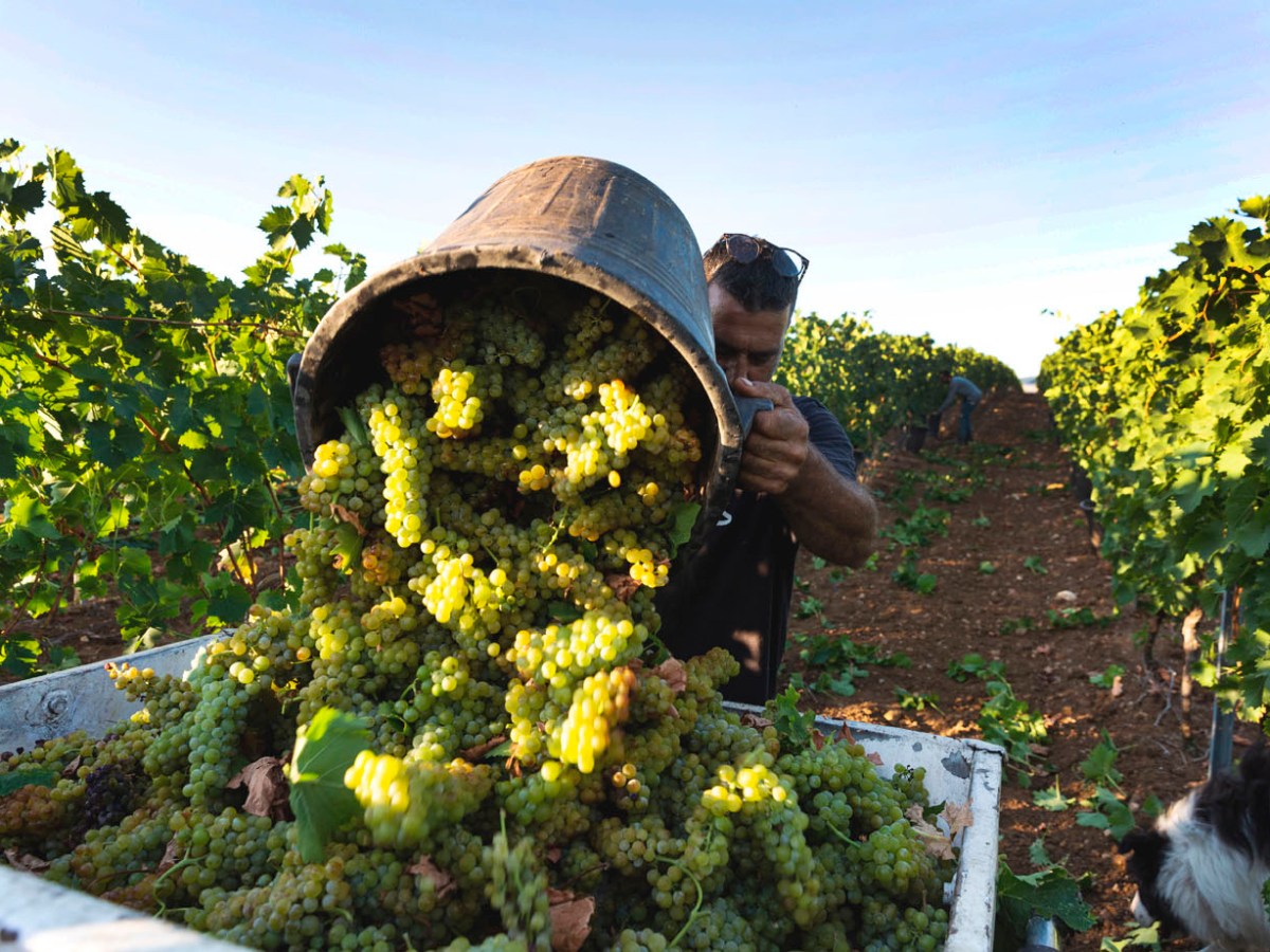 Cantina di Venosa, ottima vendemmia che promette un Moscato e un Merlot eccezionali